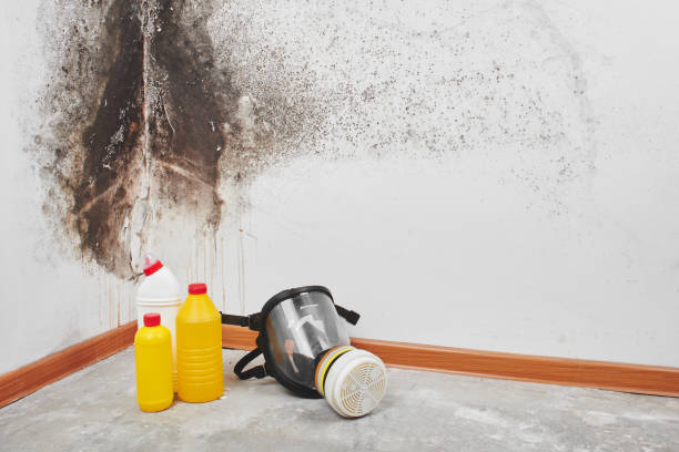 Best Toxic Mold Removal  in Freeport, PA